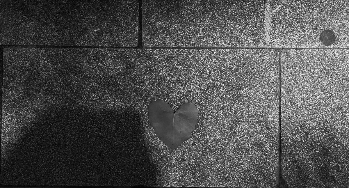 Suçiçeği mi? (@aysegul__oguz) on Twitter photo 