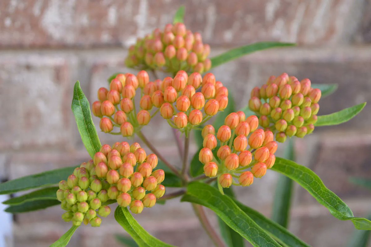 Experiential Gardener tweet media