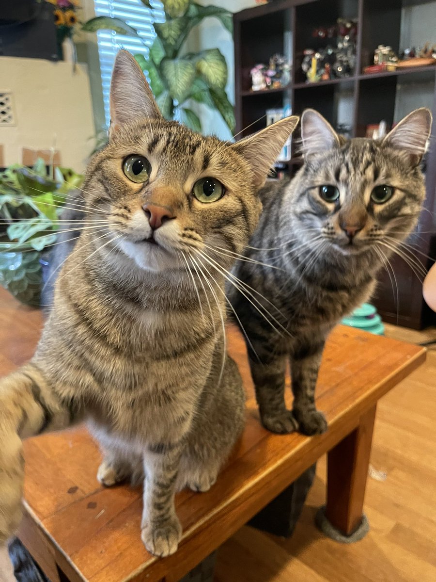 Happy #NationalTabbyCatDay 🐯from Sunny and Basil!❤️
#CatsOfTwitter #Cats #SundayFunday #NationalTabbyDay #CatsAreFamily