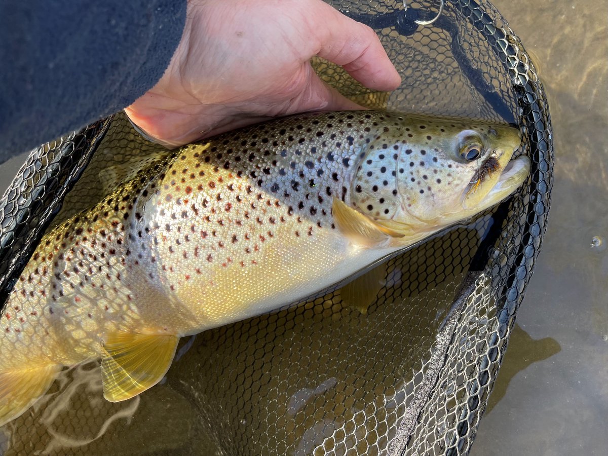 Lake_Simcoe's tweet image. Great time of year to catch Resident Brown's on the fly! Hopefully you're having a great Trout Season!