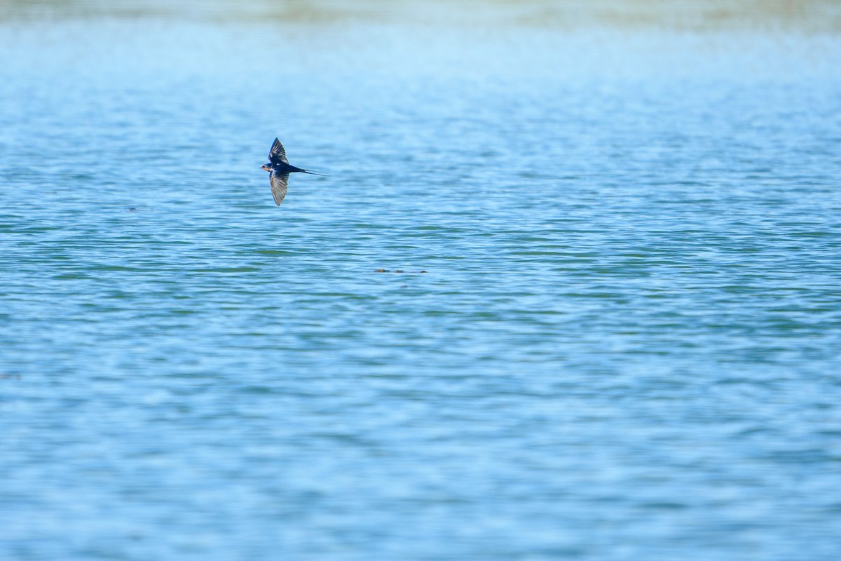 Heute habe ich die erste Rauchschwalbe in Berlin in diesem Jahr gesehen – und fotografiert:
