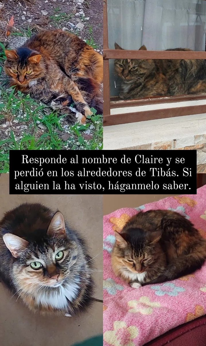 _saramn's tweet photo. Hoy recibí la triste noticia de que mi gatita Claire salió de casa el miércoles por la noche y no regresó. No pierdo la esperanza de que regrese 😞 Se perdió en Tibás. Ayúdenme con un RT https://t.co/StCVhK15Zd