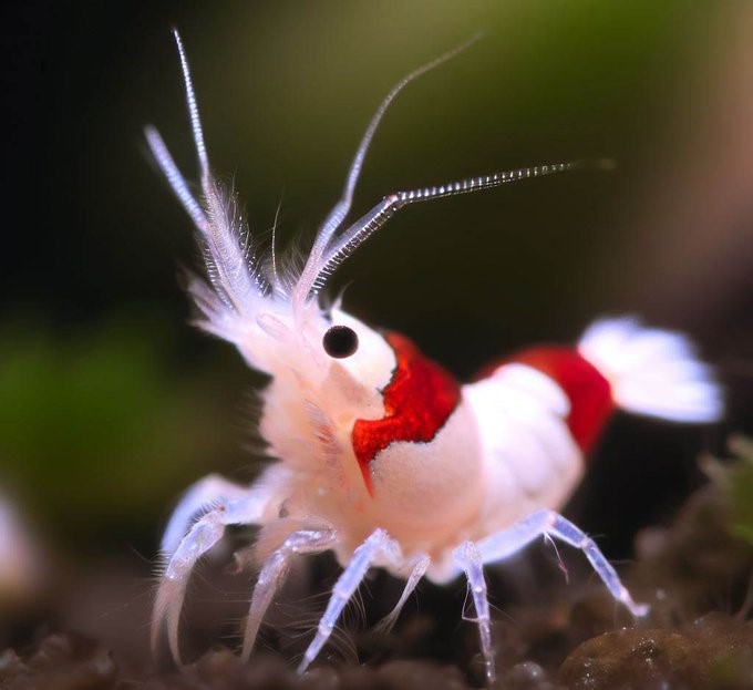 _ShrimpDaddy's tweet photo. Breeding in progress. Stock coming soon! https://t.co/aBPEWMVxZS