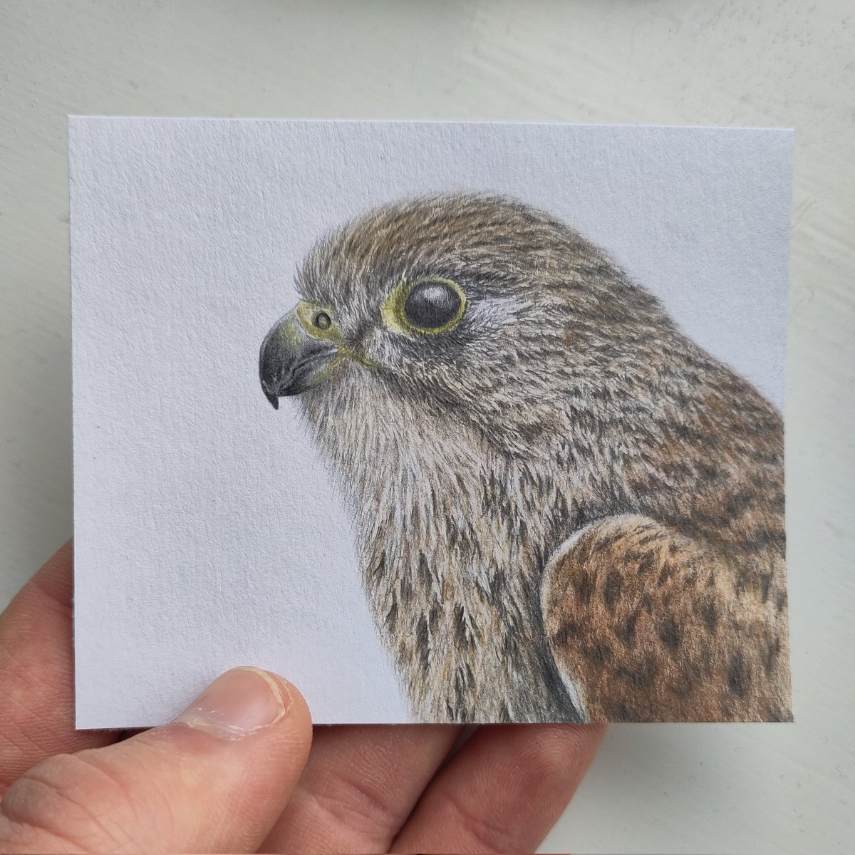 WildlifeAndrew's tweet photo. Kestrel illustration finished recently https://t.co/kMb7gyIy6N