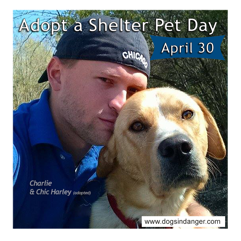 Nearly 2,000 dogs are killed every day in U.S. animal shelters. #AdoptDontShop #AdoptAShelterPetDay