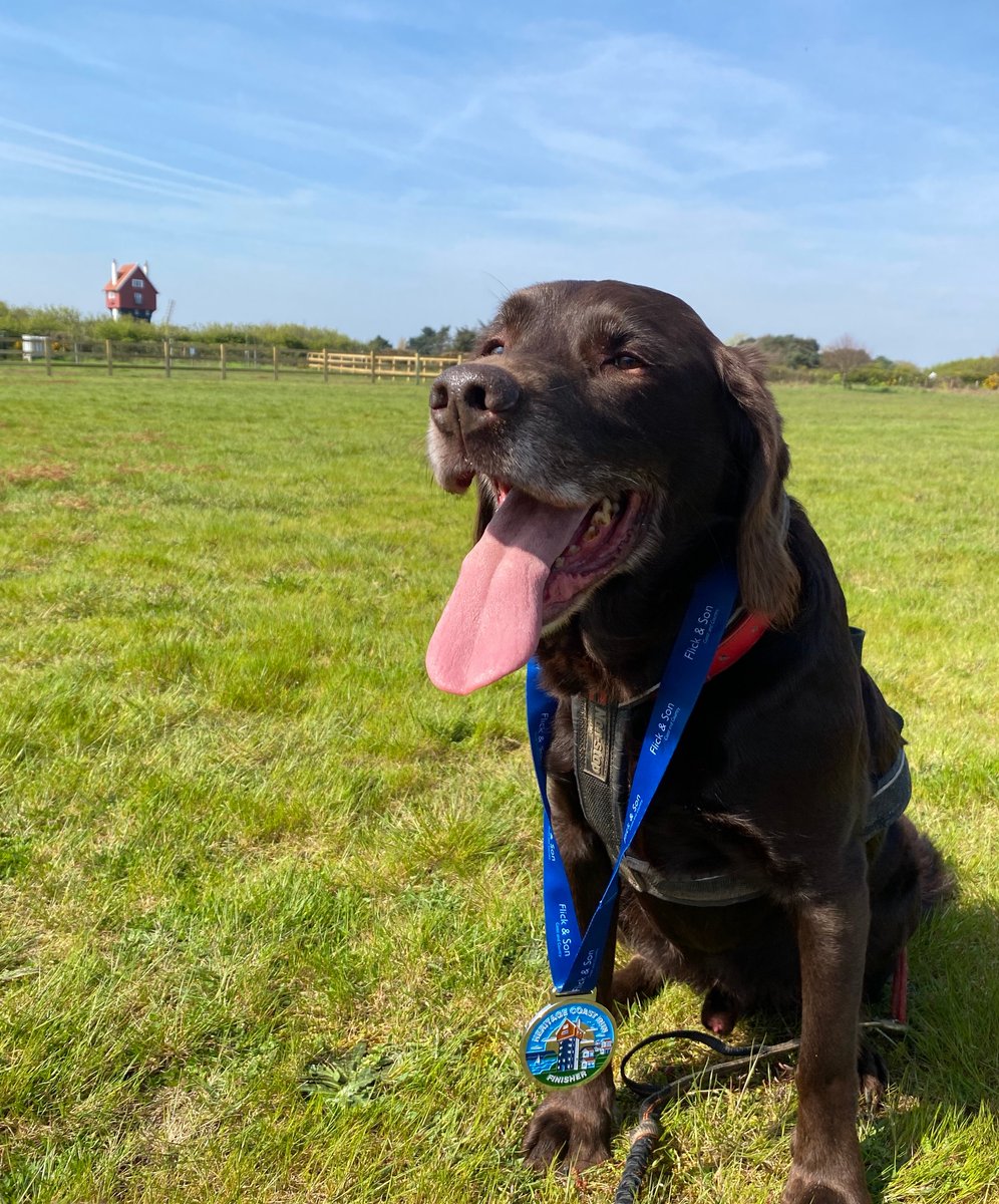 Cadbury's first race (other than parkrun) today: the Heritage Coast 10K canicross. 3rd place, a medal and a doggy bag. One happy dog.