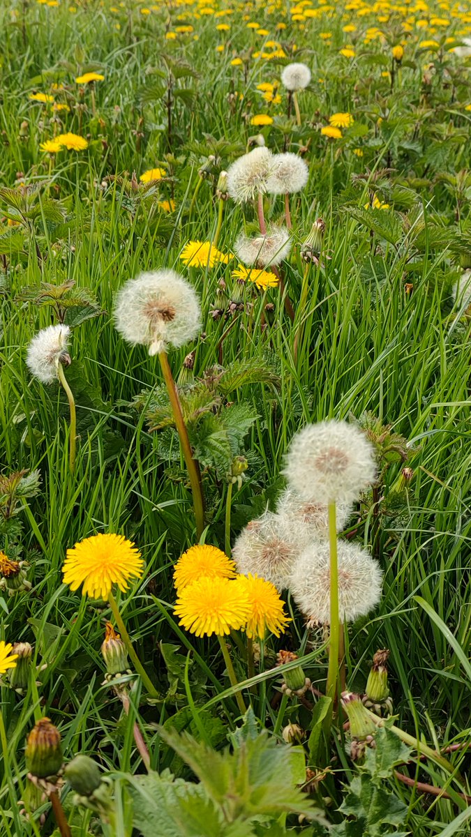 24ChrisA's tweet photo. Woodlands with abundant wild garlic in flower; fields of dandelions; garlic mustard for #WildflowerHour 
#dandelionChallenge
#dandelions https://t.co/sByfPwcAt7