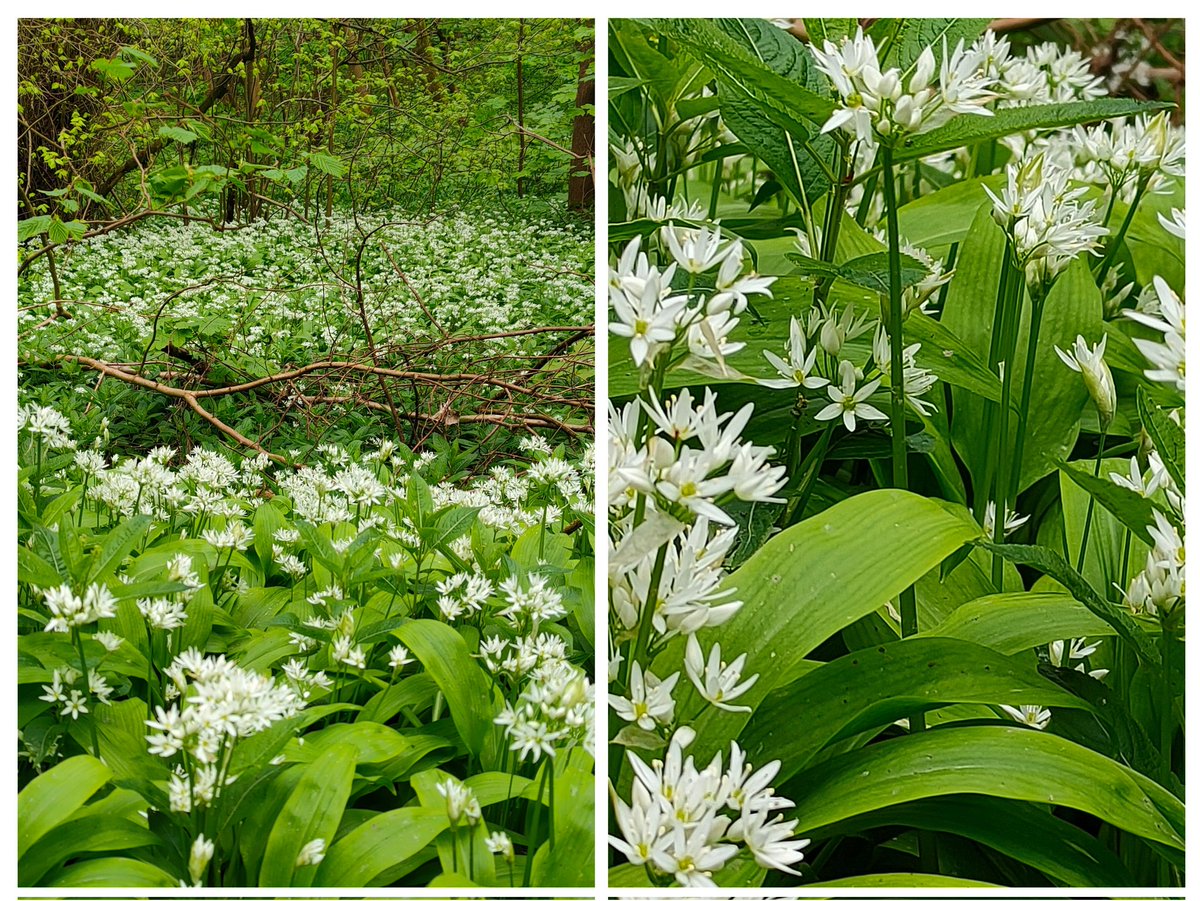24ChrisA's tweet photo. Woodlands with abundant wild garlic in flower; fields of dandelions; garlic mustard for #WildflowerHour 
#dandelionChallenge
#dandelions https://t.co/sByfPwcAt7