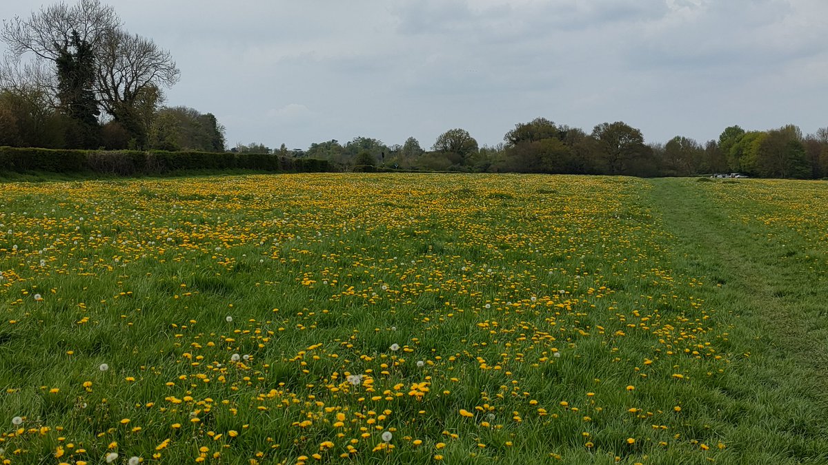 24ChrisA's tweet photo. Woodlands with abundant wild garlic in flower; fields of dandelions; garlic mustard for #WildflowerHour 
#dandelionChallenge
#dandelions https://t.co/sByfPwcAt7