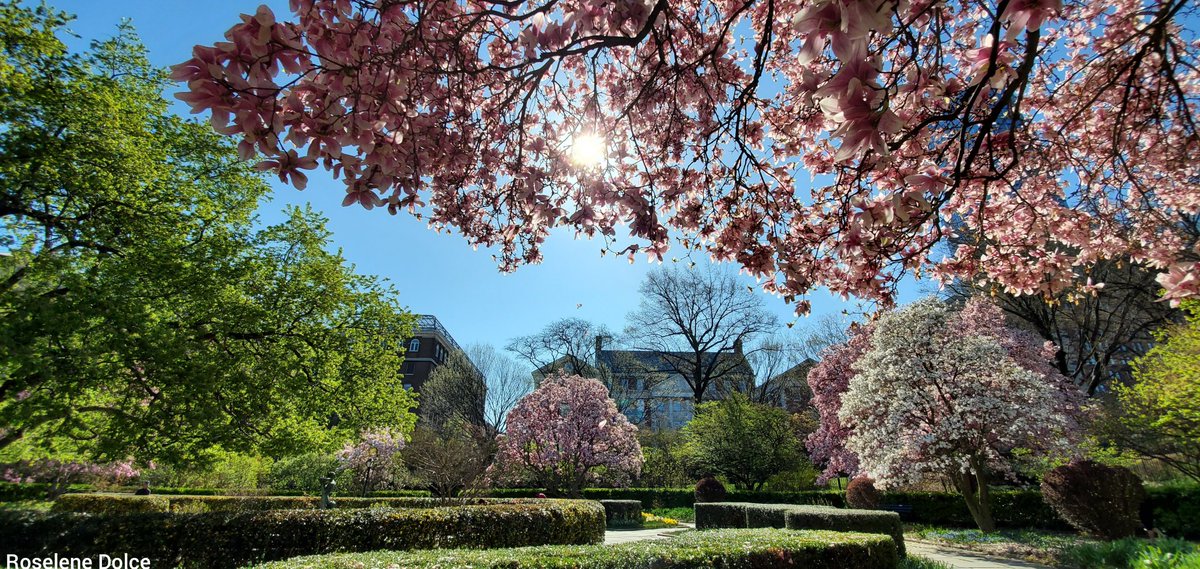 RoseleneDolce's tweet photo. Last Day of April
#cherryblossoms🌸 #April #flowers #treeblossoms #nycparks #CentralPark #trees #Blossoms #centralparknyc #SignsOfSpringNYC https://t.co/veLUdcyYEt