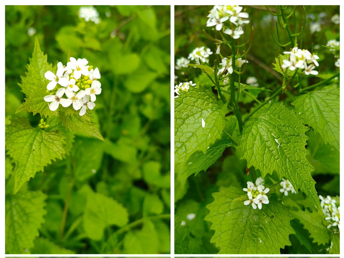 24ChrisA's tweet photo. Woodlands with abundant wild garlic in flower; fields of dandelions; garlic mustard for #WildflowerHour 
#dandelionChallenge
#dandelions https://t.co/sByfPwcAt7
