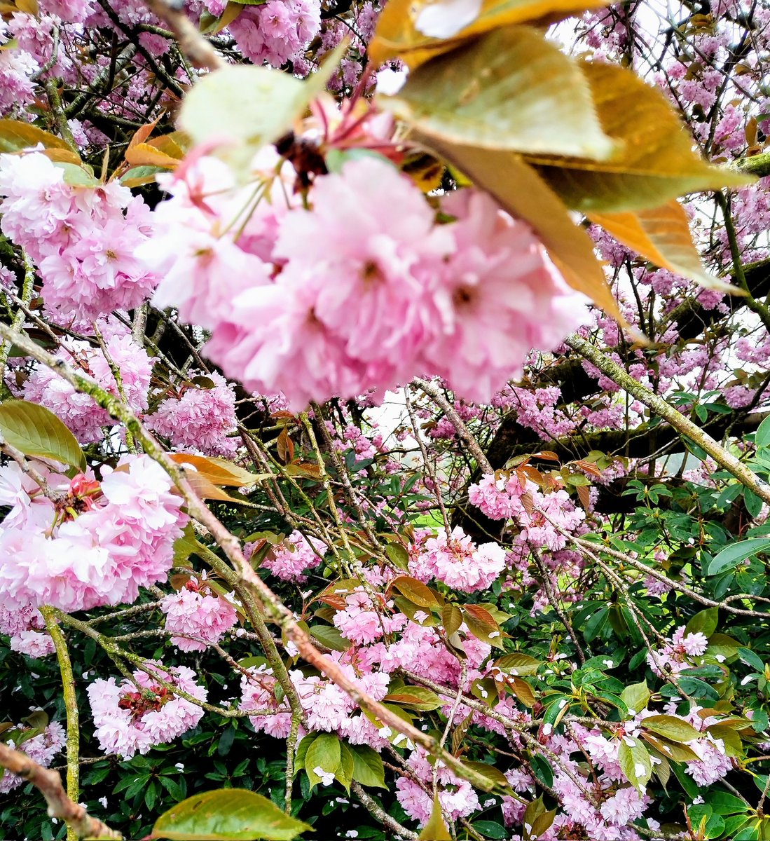 Colettegpjd's tweet photo. .#BlossomWatchComp https://t.co/pRXDwgfUWA