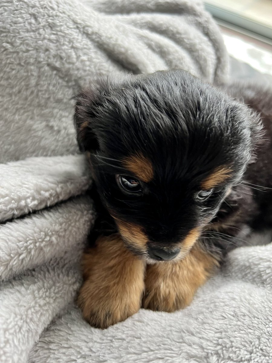 C9 Bobby tweet media