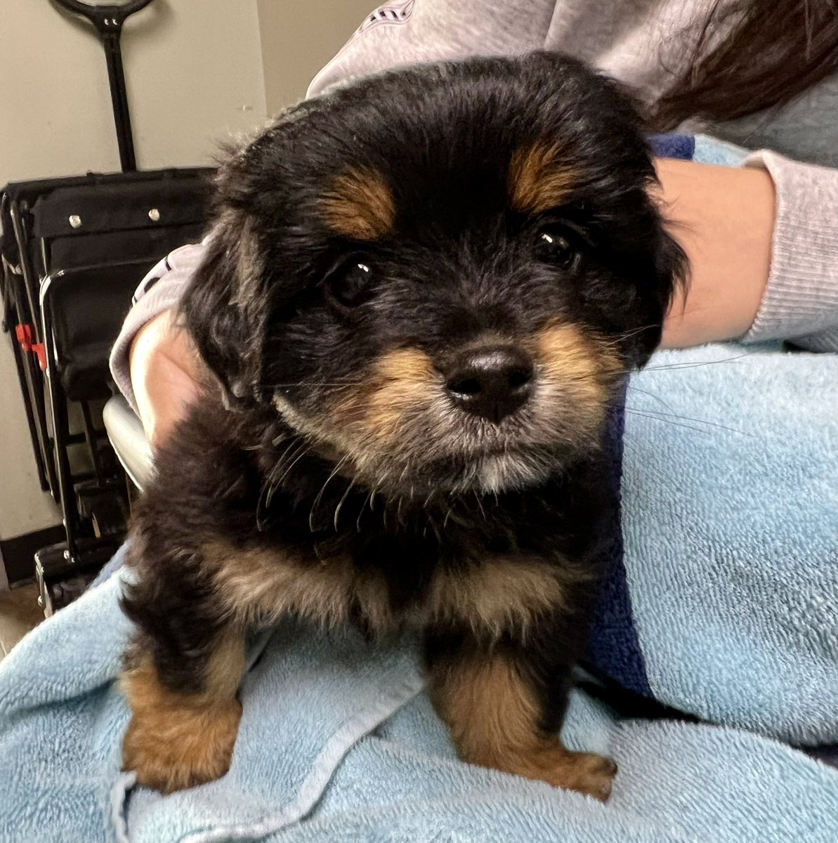 C9 Bobby tweet media