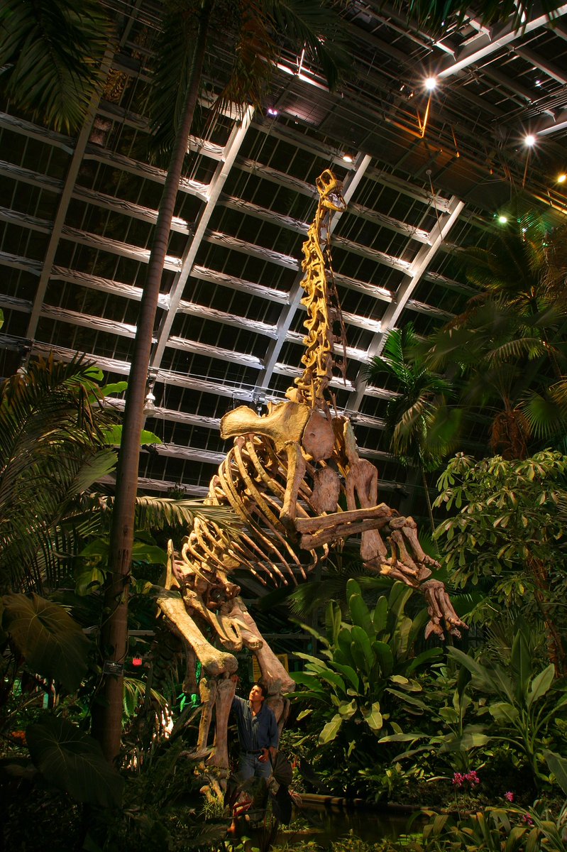 x_seaver's tweet photo. In November of 1999, Michael Trcic completed a 1/8 scale sculpture of this new sauropod "Jobaria" under the direction of Dr. Sereno for an exhibit at National Geographic's Explorer¹s Hall in Washington, DC. Can’t believe I will have one!
#Jobaria #MichaelTrcic #Dinosaur https://t.co/c1TaRYuE2A