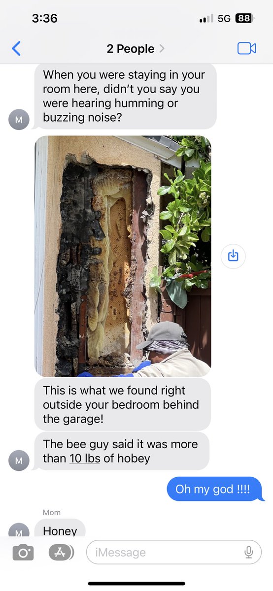 jasminevdon's tweet image. the last time i slept at my parents house, i kept hearing this weird low humming sound from one of the walls. i thought it might be electrical or an ac thing. turns out my wall had become Dubai for bees