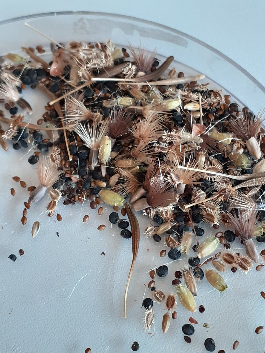 Irish Semi-natural Grasslands tweet media