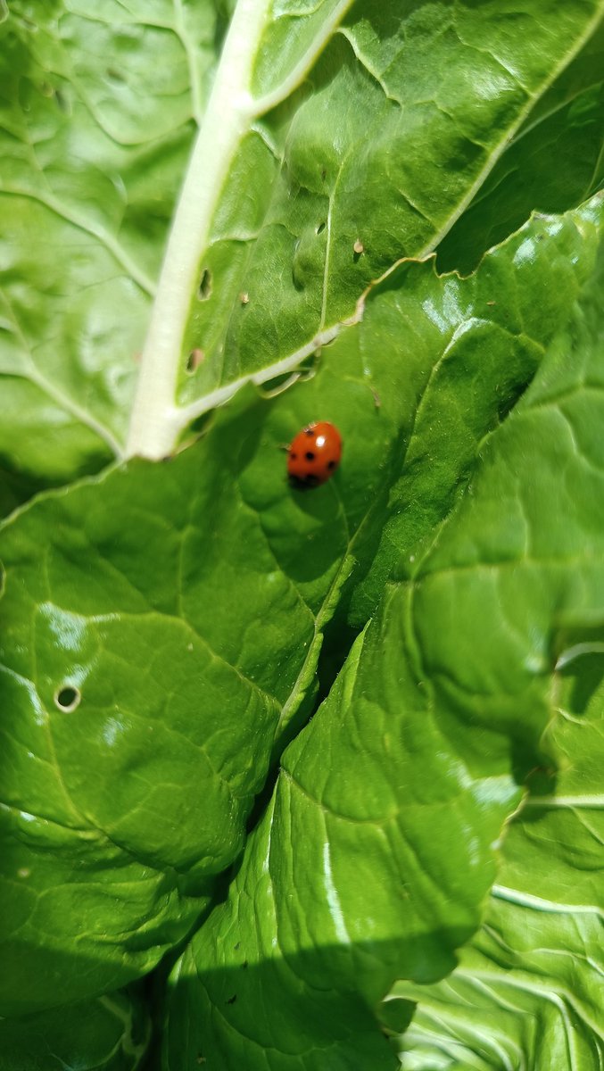 Una marieta a les bledes del meu hort a #valldoreix, que està menjant-se el pugó. Lluita ecològica contra plagues