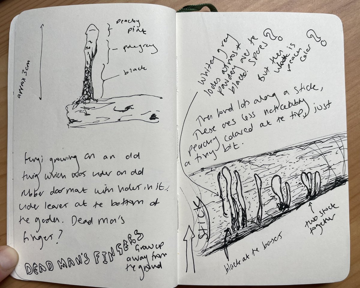 WildCapital's tweet photo. We’ve just kicked off the Natural History Journaling course @citylit Looking forward to closely observing #nature with the students over the next few weeks. Here’s a page from my own #naturejournal @CityLit_Nature https://t.co/Q5AeegLdxj