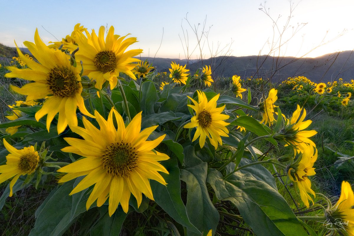 The balsamroot in the Columbia River Gorge are in their prime... finally. 😊 #oregon #flowers #wildflowers #NaturePhotography #thedalles #columbiariver #columbiarivergorge #sunrise #balsamroot