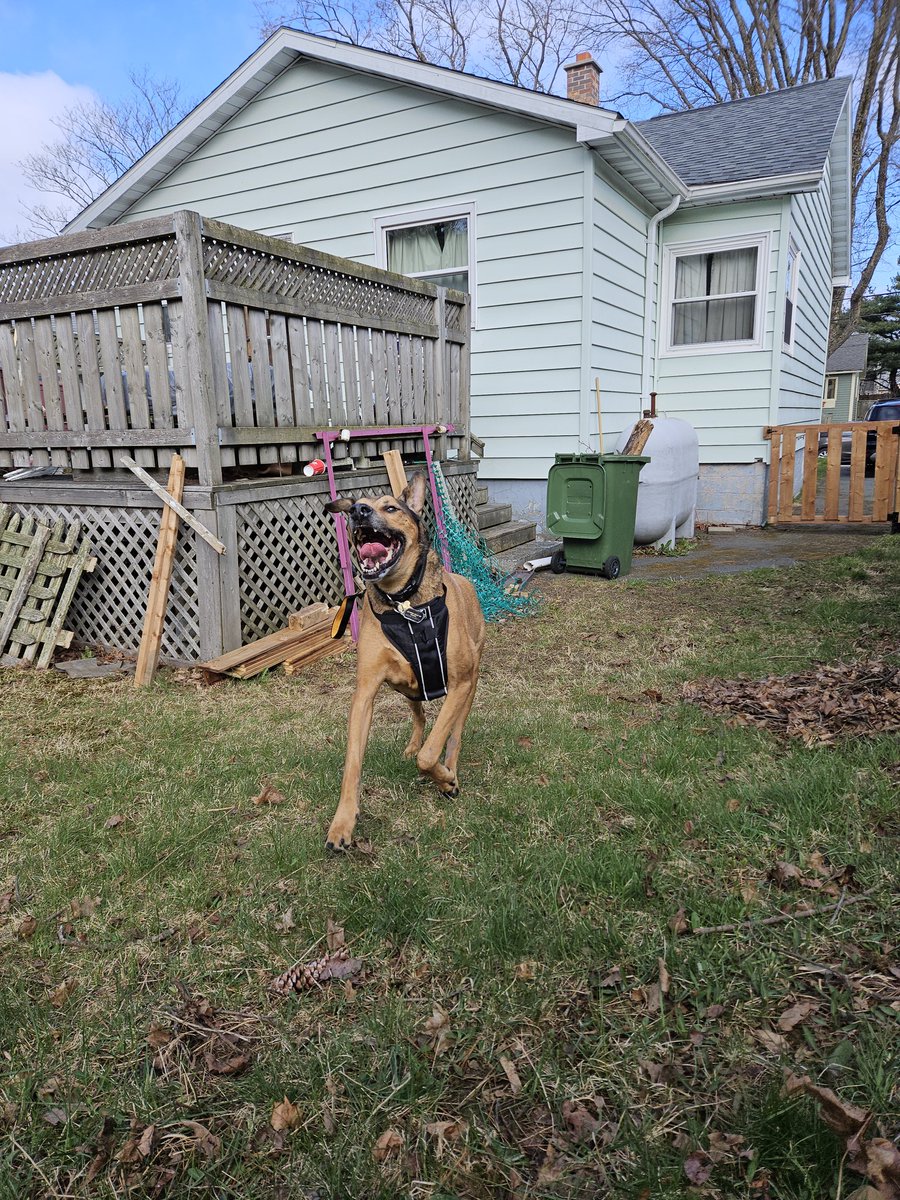 My good boy #Doberman #Bruno #bigdog #happyboi #doberdor #doggo #mummysboy