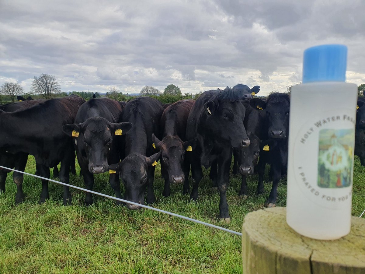PatMull27553205's tweet photo. Keeping an old tradition alive, a sprinkle of Holy Water on livestock and crop's on May eve 🐂🐂🌽🌽🌾🌾 https://t.co/RYYTDSt3T1