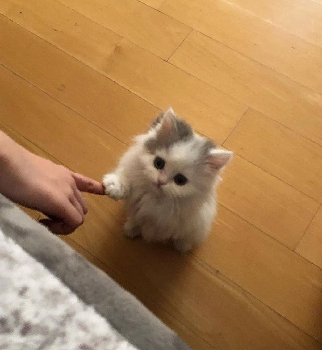 bib 🐥☕️ now on VGen! tweet media