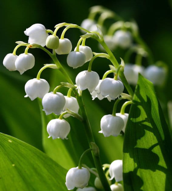 AlteaFerrari's tweet photo. It's a French custom to give lilies of the valley  on May 1st becouse they  bring  luck  and prosperity 🍀

For You ❤️😘 https://t.co/C4sGi9sO9P