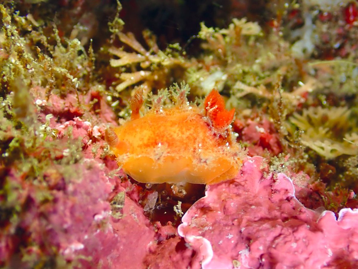 moguru_chan's tweet image. エダウミウシ/フタスジミノウミウシ/おちびクロヘリアメフラシ/くそでかアメフラシ（2023.4竹野）#ウミウシログ

エダとフタスジ初めて見つけた、わーい🙌
夜になると急に出現するくそでかアメフラシやくそでかナマコは、昼間は一体どこに隠れているんだろう🤔夜だけ巨大化するとかなら面白いのに〜