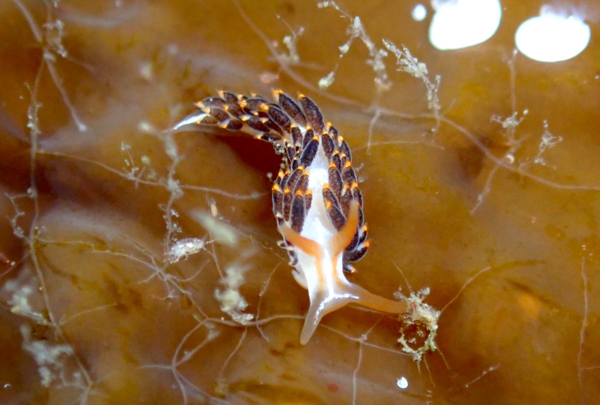 moguru_chan's tweet image. エダウミウシ/フタスジミノウミウシ/おちびクロヘリアメフラシ/くそでかアメフラシ（2023.4竹野）#ウミウシログ

エダとフタスジ初めて見つけた、わーい🙌
夜になると急に出現するくそでかアメフラシやくそでかナマコは、昼間は一体どこに隠れているんだろう🤔夜だけ巨大化するとかなら面白いのに〜