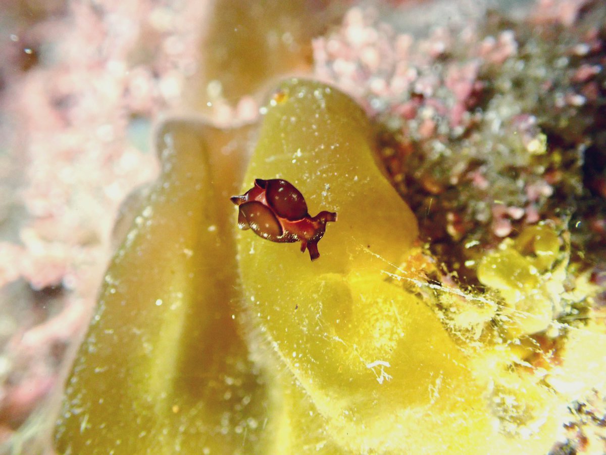 moguru_chan's tweet image. エダウミウシ/フタスジミノウミウシ/おちびクロヘリアメフラシ/くそでかアメフラシ（2023.4竹野）#ウミウシログ

エダとフタスジ初めて見つけた、わーい🙌
夜になると急に出現するくそでかアメフラシやくそでかナマコは、昼間は一体どこに隠れているんだろう🤔夜だけ巨大化するとかなら面白いのに〜