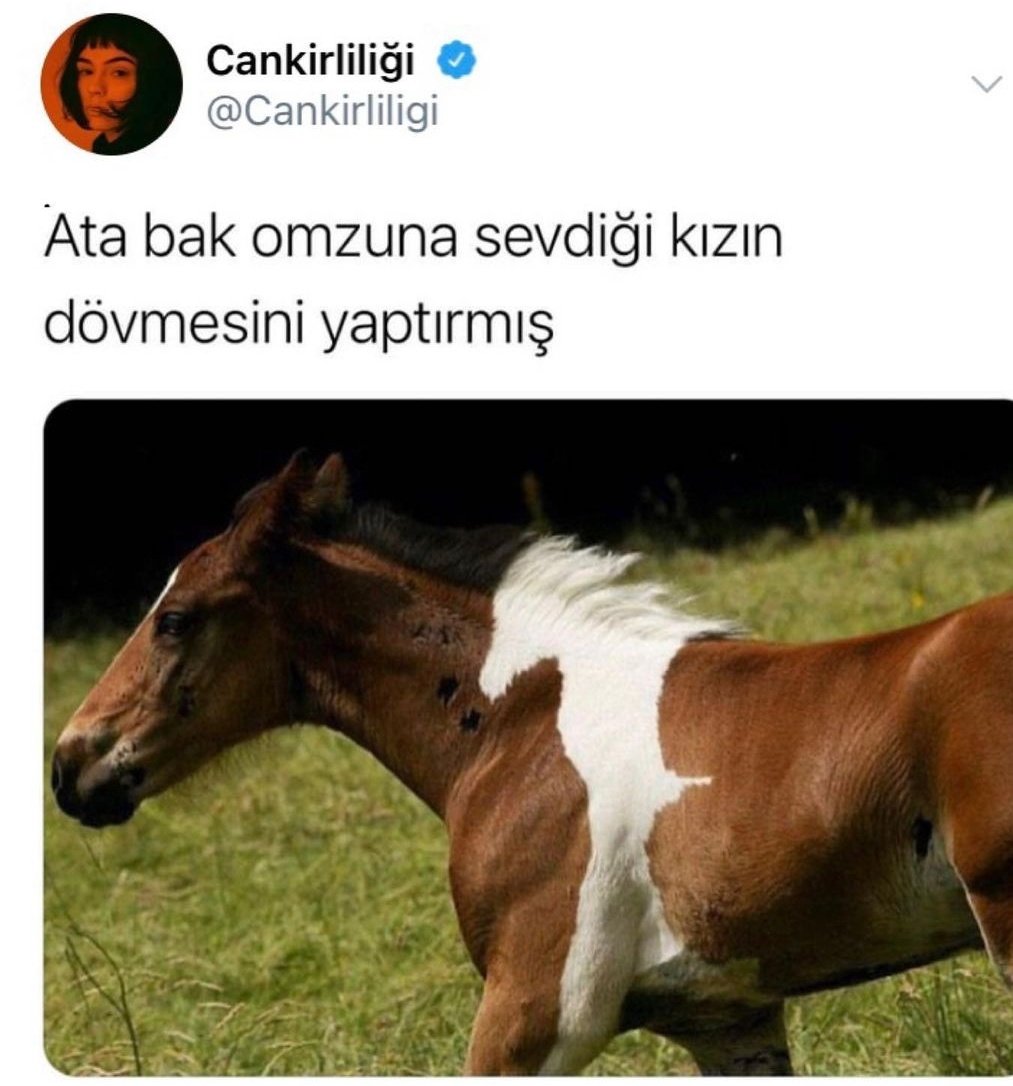 Emced_fistik's tweet photo. Koca yürekli at https://t.co/reOe0G0Jmv