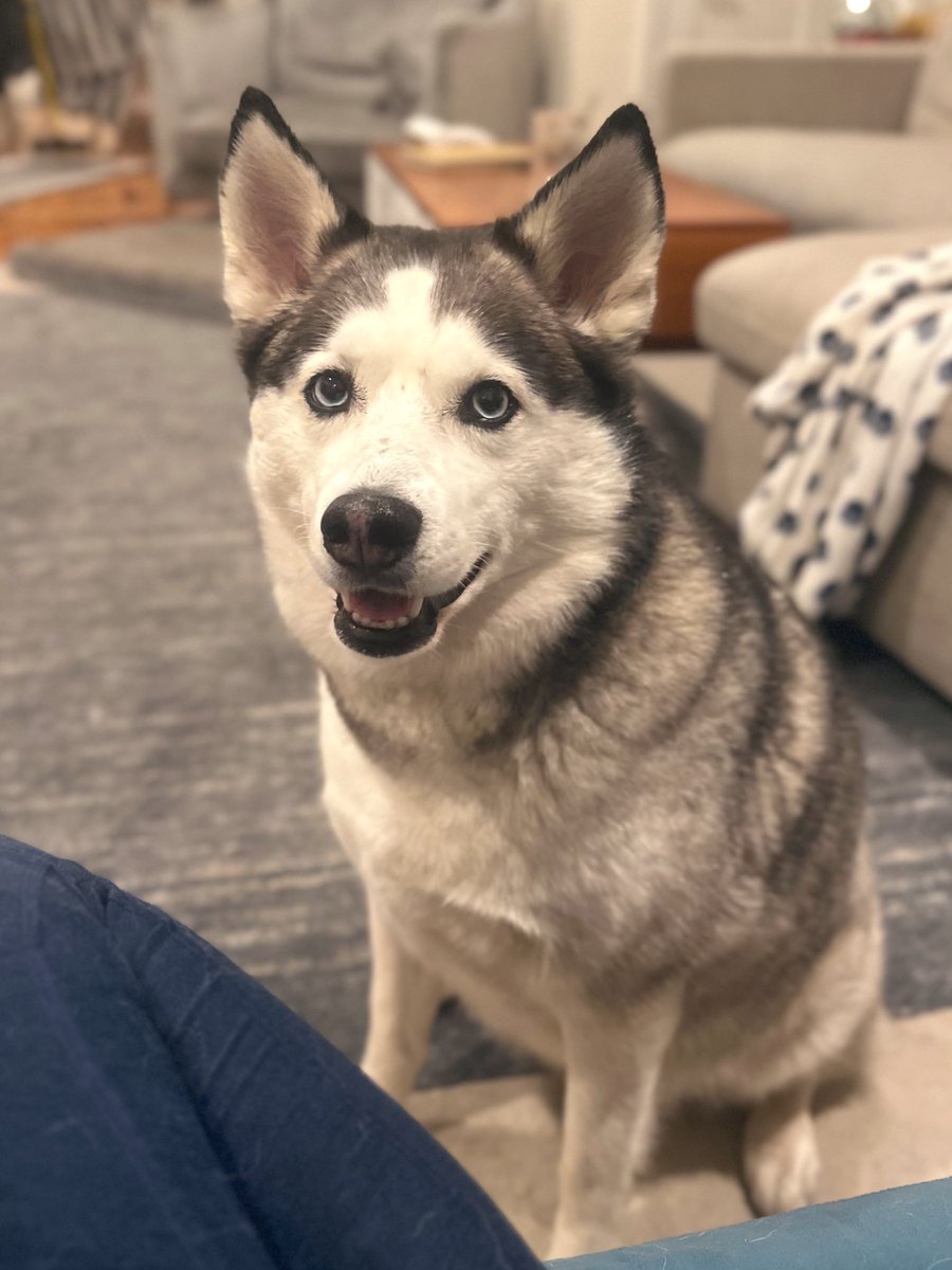 this rainy-nose-haver would like to express her belief that going out in the rain should be rewarded with *multiple* treats