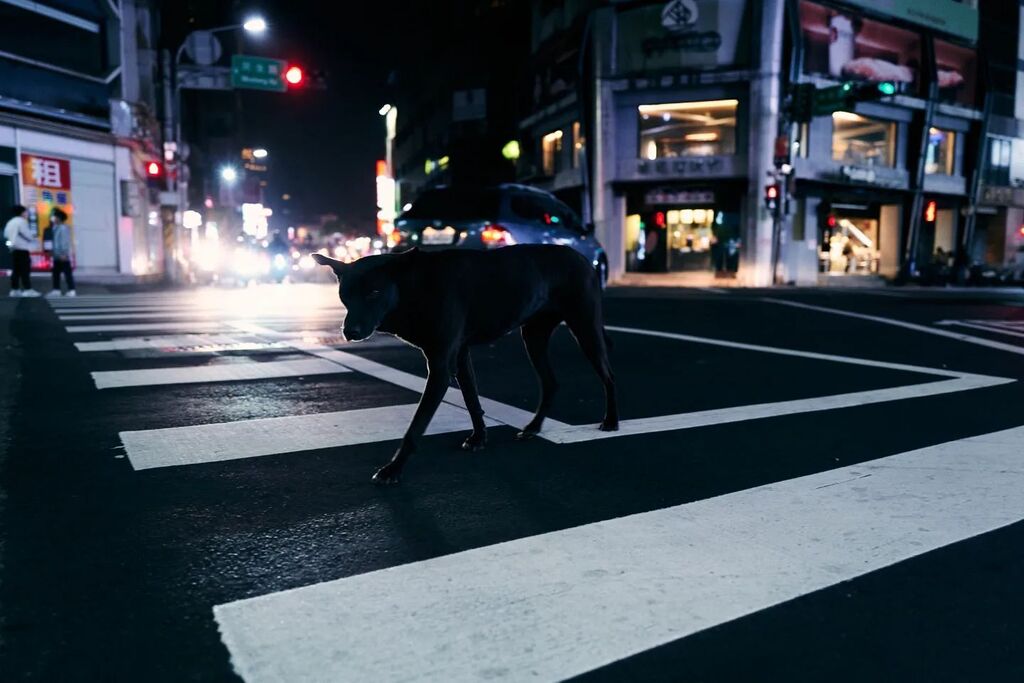 SnapPilots's tweet photo. Doggo in Hsinchu

At the start of my street walks in Hsinchu, Taiwan. I saw this dog roaming the streets. I wondered how similar we were at the moment. Drifting

#hsinchu #taiwan #street #streetphotography #night #nightwalks #leica #leicaq2 #streetphoto https://t.co/Daap3WXQUY https://t.co/Ab8Q6bVU4L