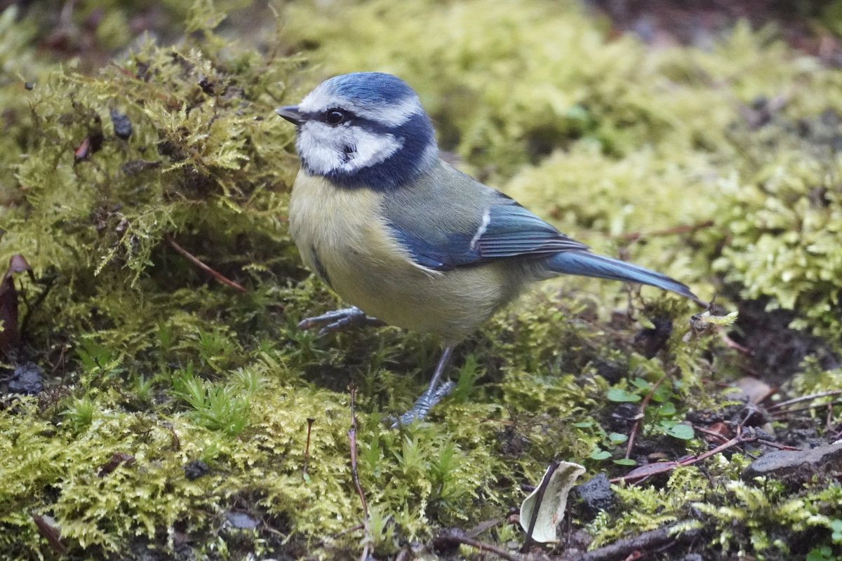 JnnyHarris's tweet photo. Busy nest-building (and supervising!) all week but Iβve not seen either #bluetit today. Already more than a week later than in previous years. Have they given up? #gettingworried #nestbox #nestcam #NestingNeighbours https://t.co/Wg1BR8VyRc