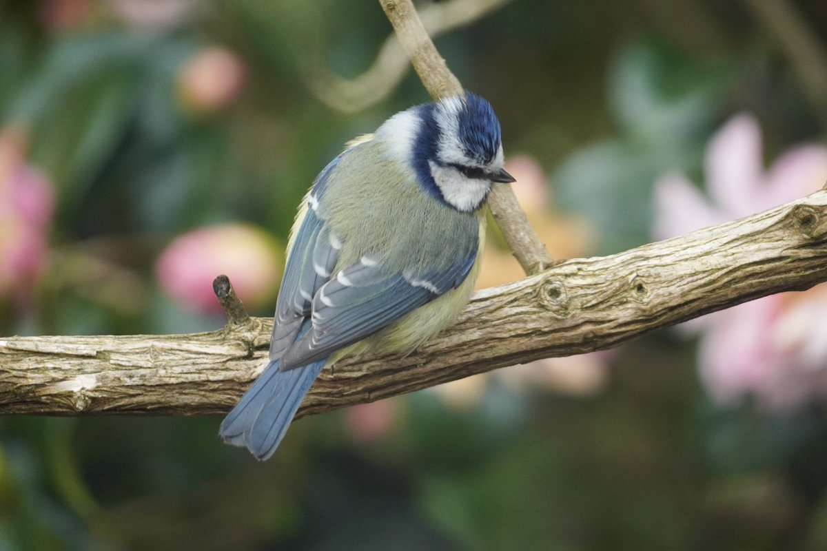 JnnyHarris's tweet photo. Busy nest-building (and supervising!) all week but Iβve not seen either #bluetit today. Already more than a week later than in previous years. Have they given up? #gettingworried #nestbox #nestcam #NestingNeighbours https://t.co/Wg1BR8VyRc