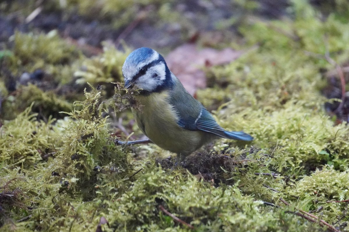JnnyHarris's tweet photo. Busy nest-building (and supervising!) all week but Iβve not seen either #bluetit today. Already more than a week later than in previous years. Have they given up? #gettingworried #nestbox #nestcam #NestingNeighbours https://t.co/Wg1BR8VyRc