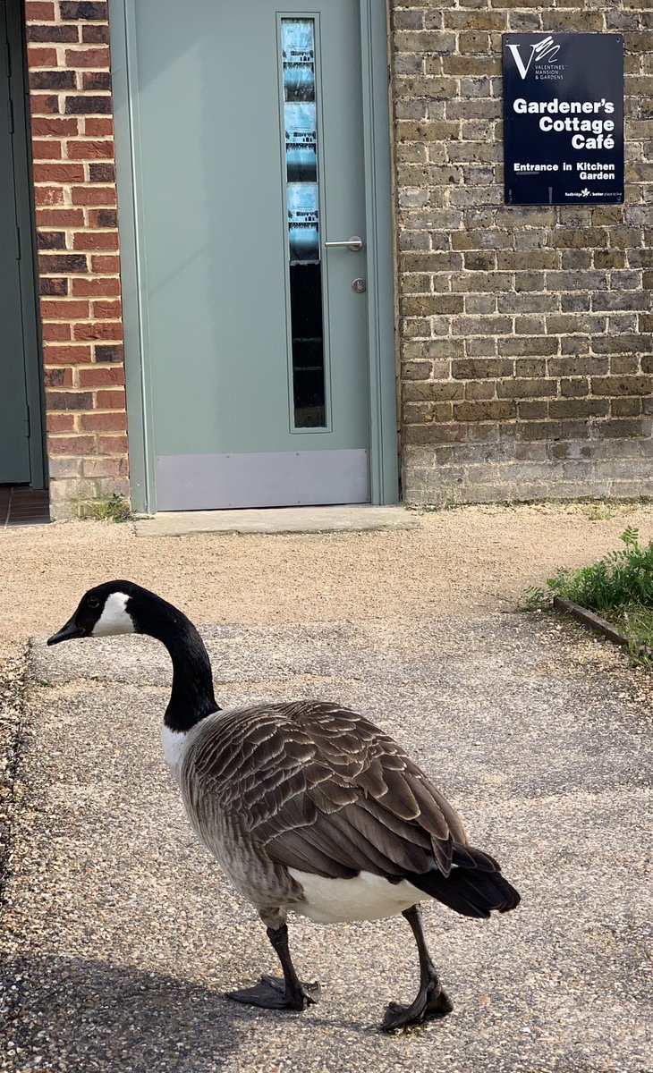 GardenersCottageCafe tweet media