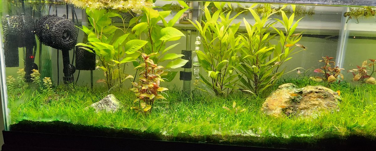 _ShrimpDaddy's tweet photo. Is their anything more relaxing than a planted tank? https://t.co/96cvGKfMO3
