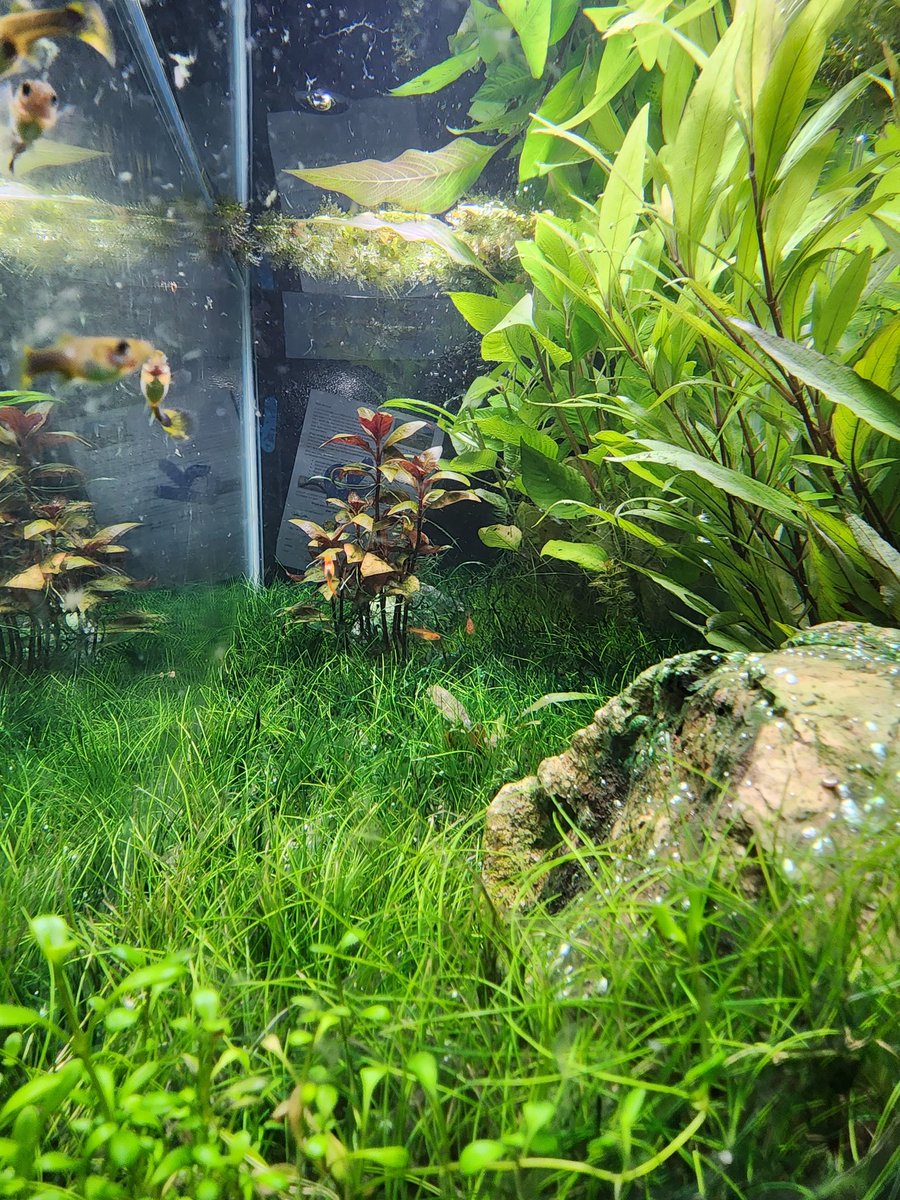 _ShrimpDaddy's tweet photo. Is their anything more relaxing than a planted tank? https://t.co/96cvGKfMO3