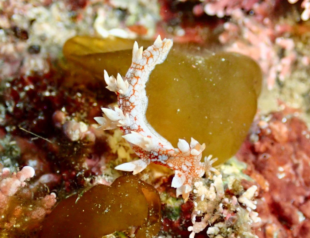 moguru_chan's tweet image. ヤマトユビウミウシ/アカボシウミウシ/シロウミウシ/アカエラミノウミウシ（2023.4竹野）#ウミウシログ

まるまった変な物体が流されてきたから思わずキャッチしたらヤマトユビでした。そのあと私の指から全然離れてくれなくて大変でした。指に懐くユビウミウシ🤟