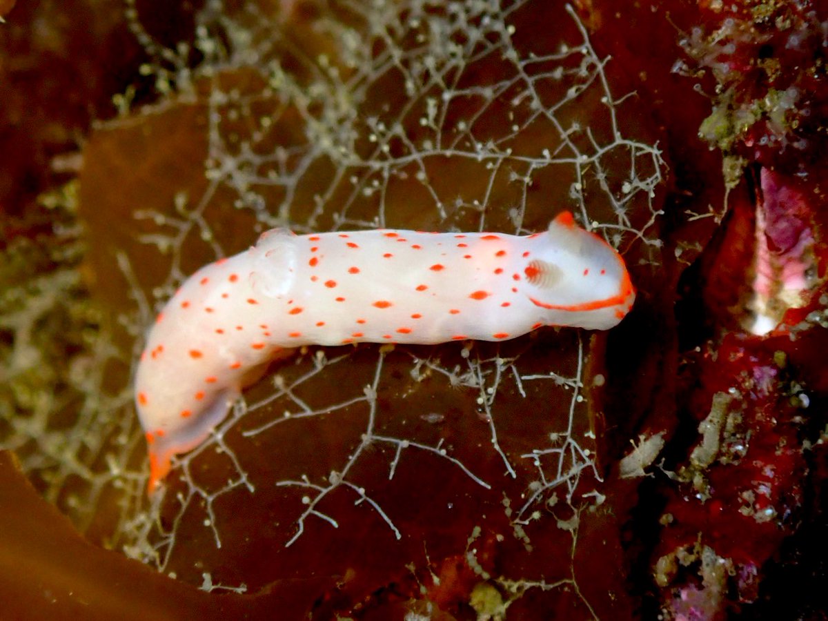 moguru_chan's tweet image. ヤマトユビウミウシ/アカボシウミウシ/シロウミウシ/アカエラミノウミウシ（2023.4竹野）#ウミウシログ

まるまった変な物体が流されてきたから思わずキャッチしたらヤマトユビでした。そのあと私の指から全然離れてくれなくて大変でした。指に懐くユビウミウシ🤟