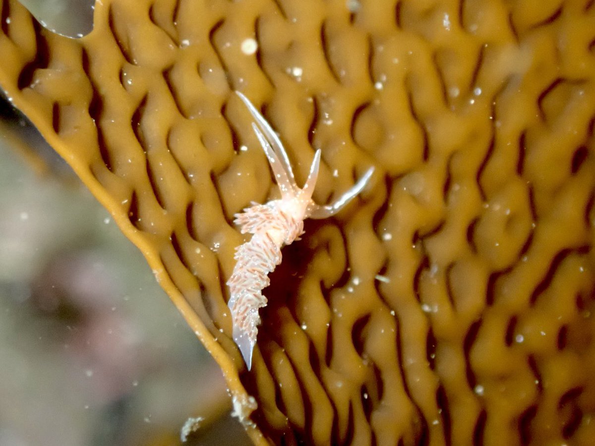 moguru_chan's tweet image. ヤマトユビウミウシ/アカボシウミウシ/シロウミウシ/アカエラミノウミウシ（2023.4竹野）#ウミウシログ

まるまった変な物体が流されてきたから思わずキャッチしたらヤマトユビでした。そのあと私の指から全然離れてくれなくて大変でした。指に懐くユビウミウシ🤟