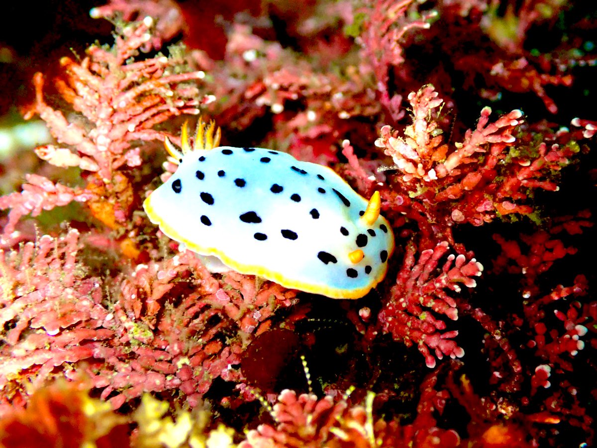 moguru_chan's tweet image. ヤマトユビウミウシ/アカボシウミウシ/シロウミウシ/アカエラミノウミウシ（2023.4竹野）#ウミウシログ

まるまった変な物体が流されてきたから思わずキャッチしたらヤマトユビでした。そのあと私の指から全然離れてくれなくて大変でした。指に懐くユビウミウシ🤟