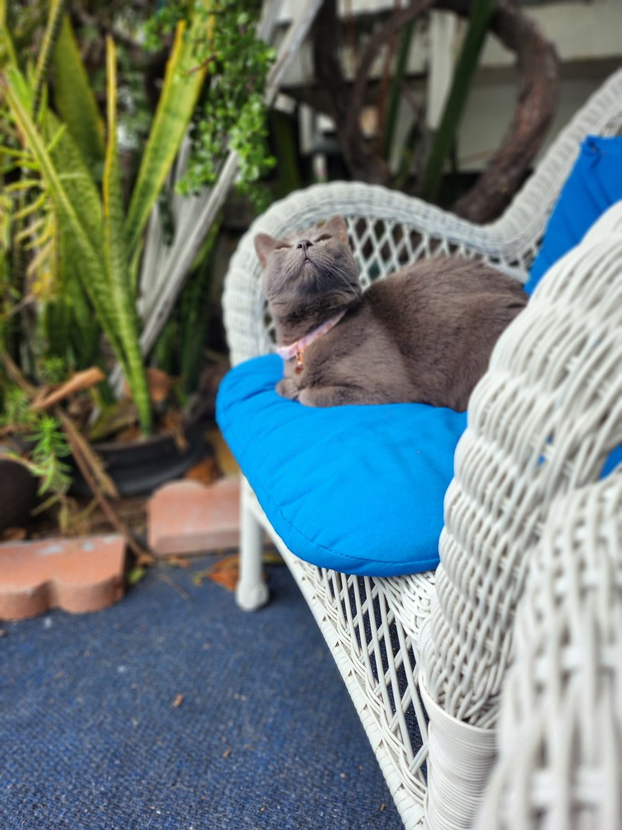 Snekoko's tweet photo. Why is my cat so beautiful https://t.co/W5Vxo7bufX