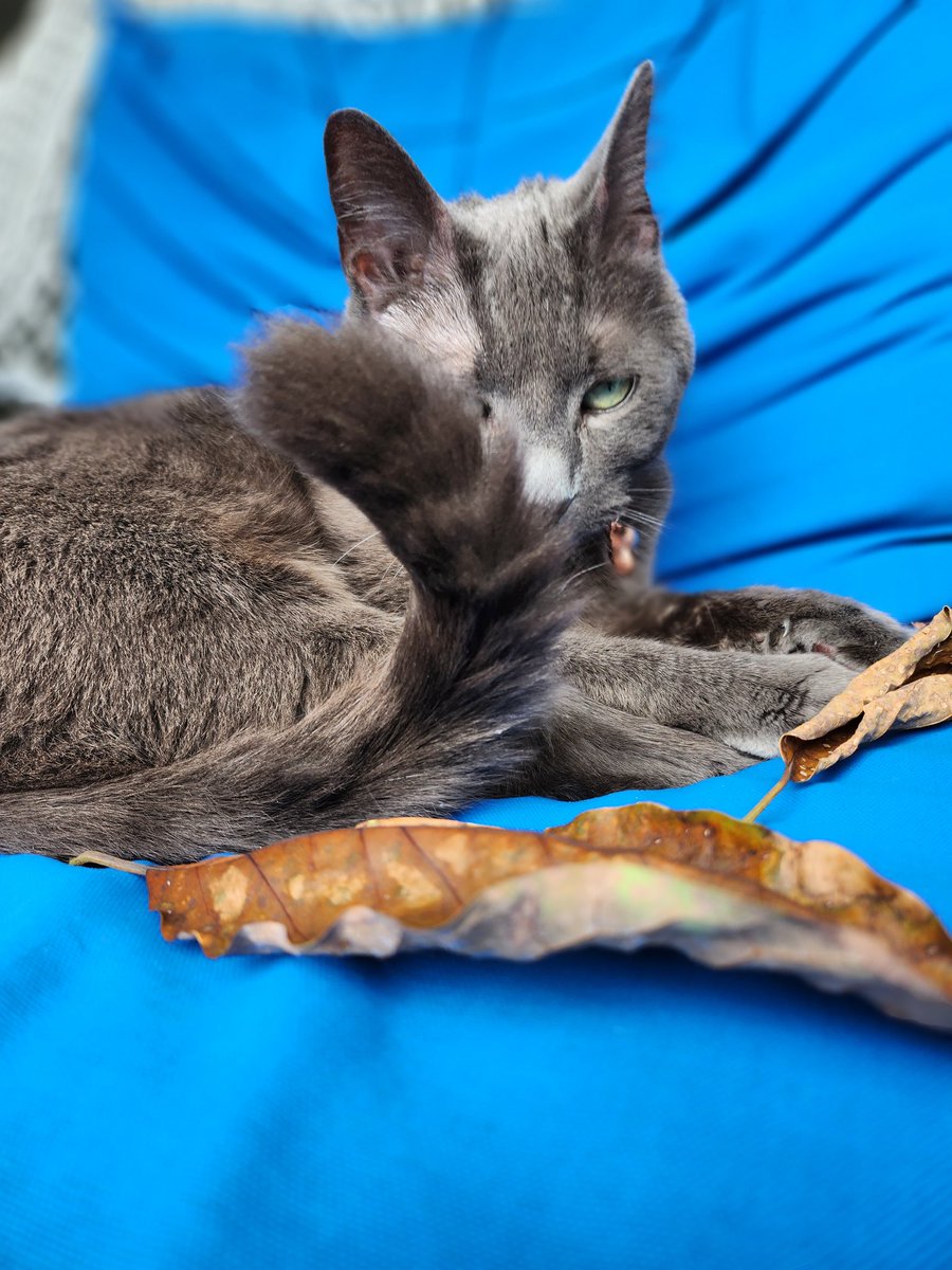 Snekoko's tweet photo. Why is my cat so beautiful https://t.co/W5Vxo7bufX