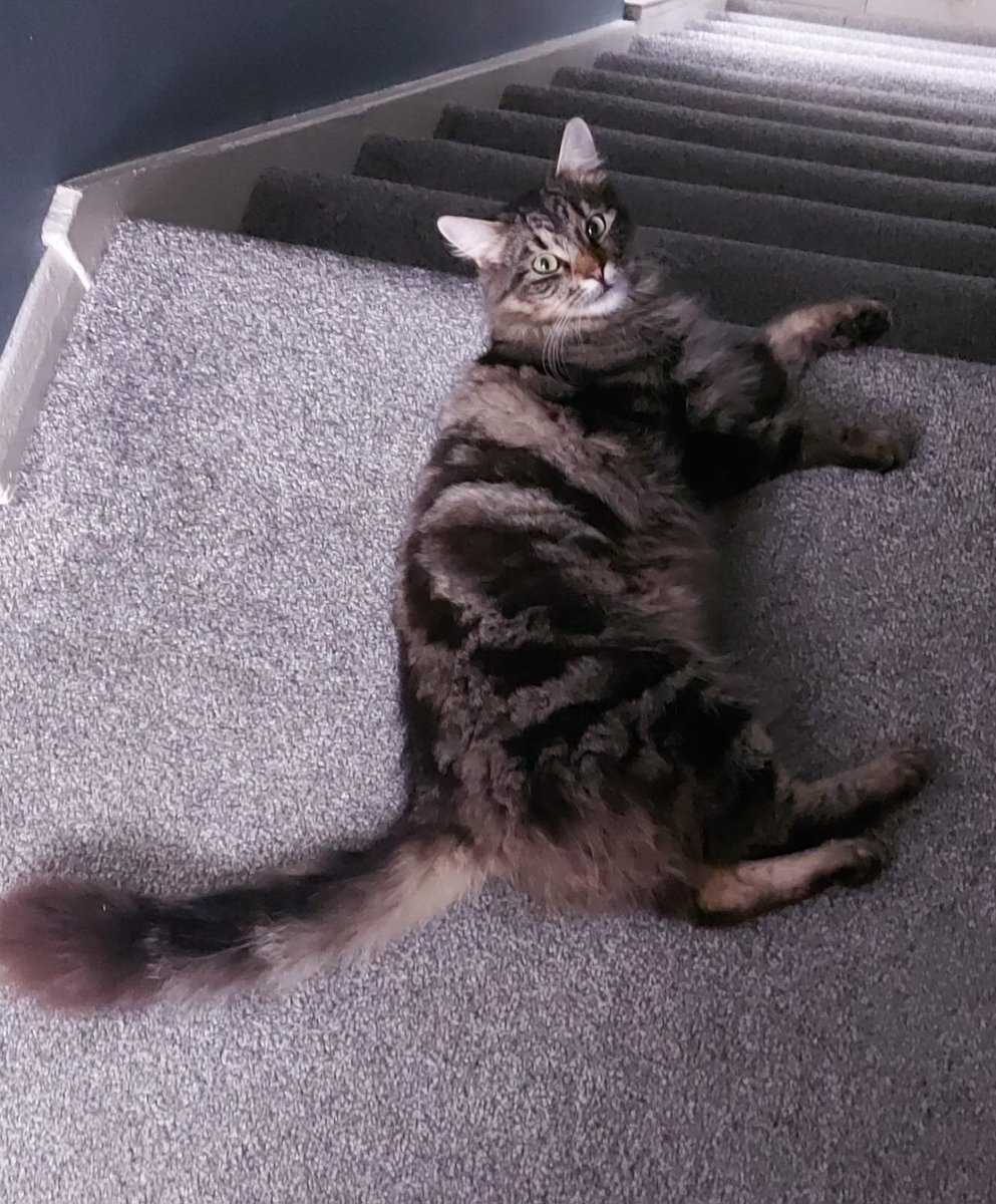 <a href="/ShouldHaveCat/">Why you should have a cat</a>