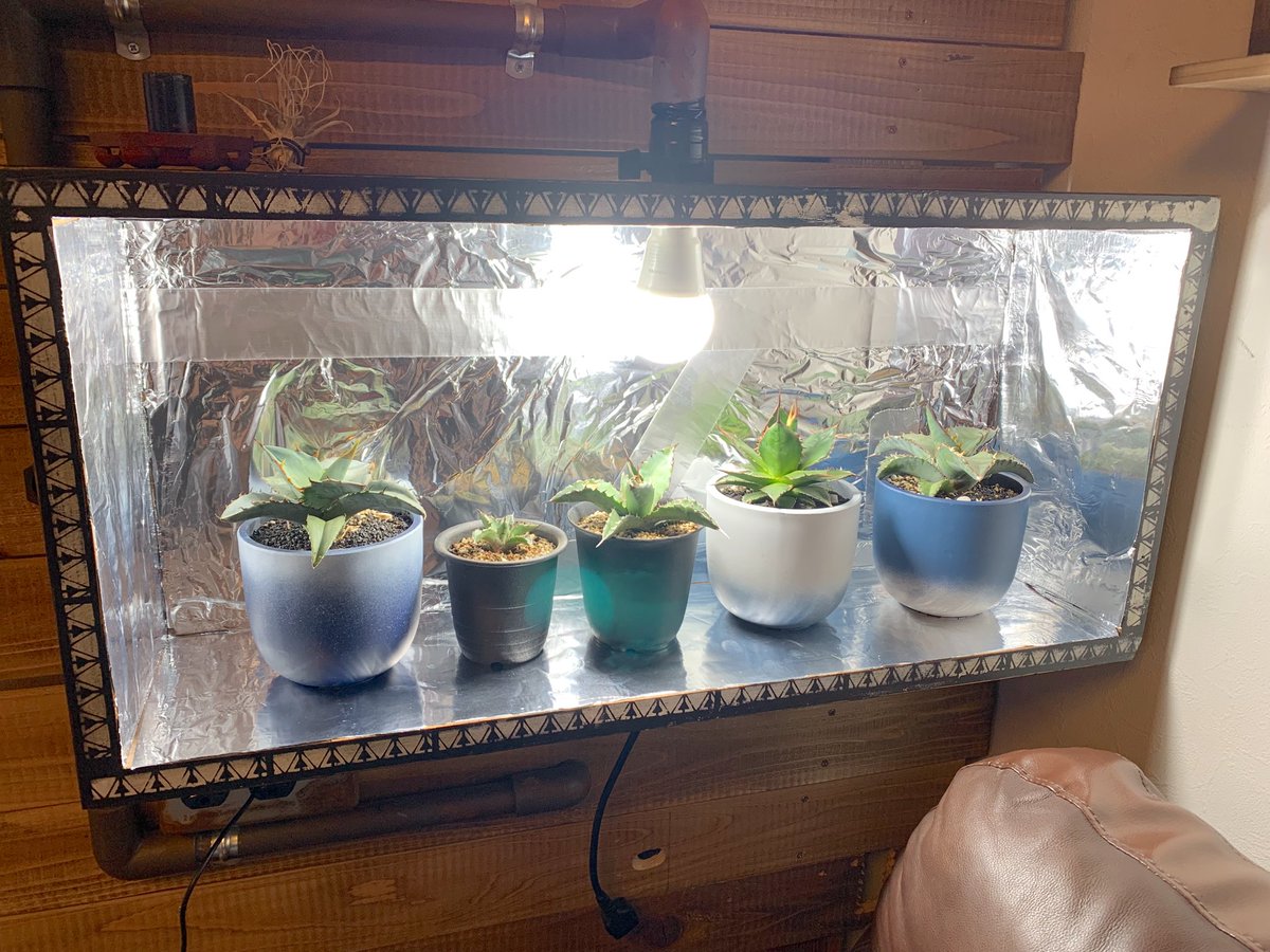DIY71573024's tweet photo. 久しぶりにDIYしました👌
以前作ったロッカー風棚を解体して、
植物用の収納棚にしました💡

アルミホイルを貼り付けて、ライトの光量UP✨
めっちゃ眩しい🤣

外観はステンシル後にエイジングをしました‼︎
ペーパーヤスリで軽く研磨して、オールドワックスで汚しました😆

#DIY
#アガベ https://t.co/SSYxNsm7mU