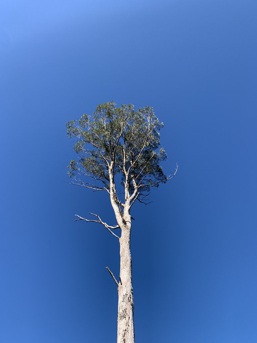 ninakillham's tweet image. Will this be the last tree standing in Toolangi @DanielAndrewsMP ? It&apos;s lonely after the rest of its family has been chopped to the ground for paper pulp and cardboard. Please #stopnativelogging. Scientists have warned our #Victorianforest ecosystem could collapse. #savethetrees