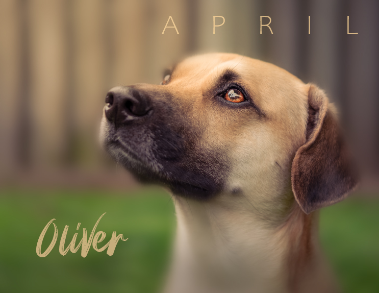 Oakville Humane tweet media